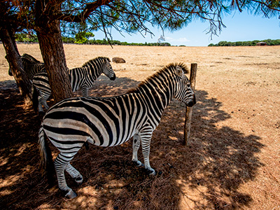 National Park Brijuni