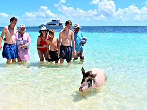 pigs_beach_first_a_fence